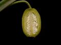 common snowdrop,candlemas bells,candlemas lily,common bells